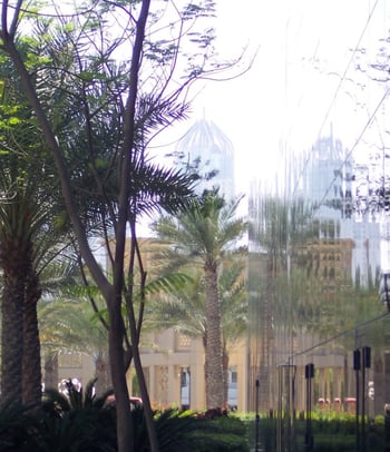reflection of palm trees